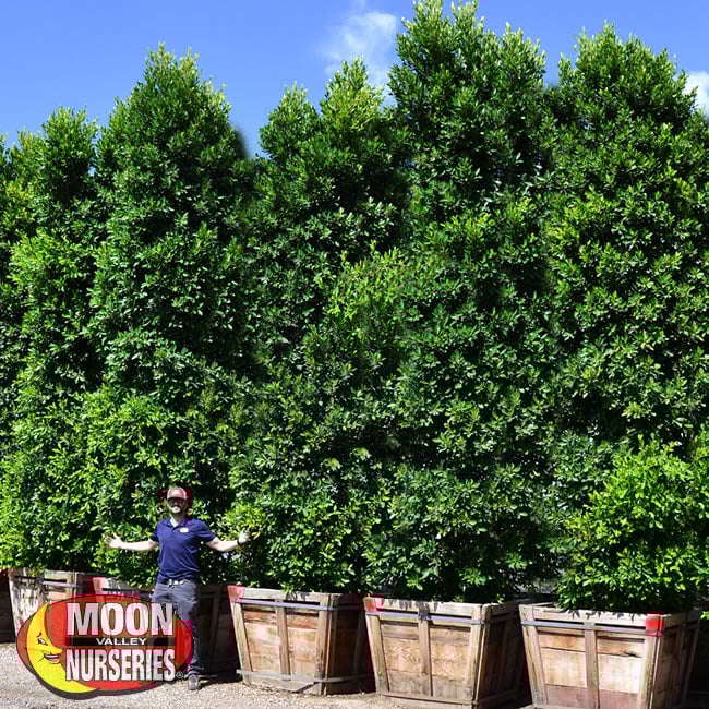 Moon Valley Nurseries Why Choose Us